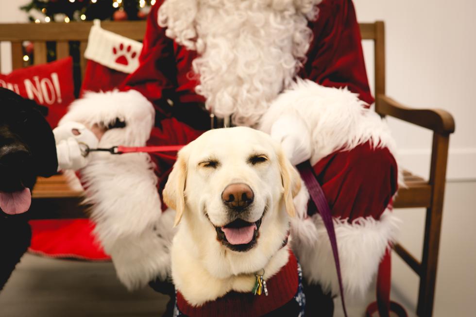 Santa Paws Pictures With Santa For Dogs 2023